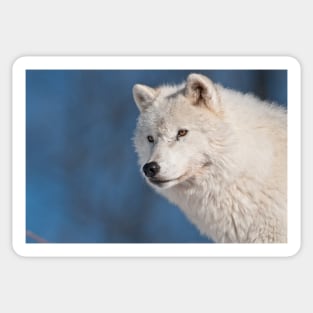 Arctic Wolf Sticker